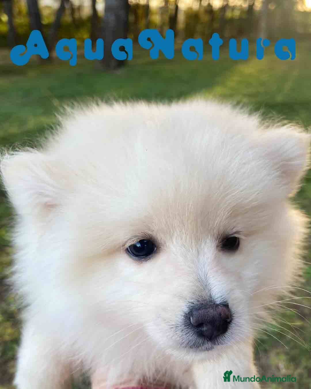 Pomerania perros Pomerania Hembra 7513 - AQUANATURA en Barcelona - Anuncio 2