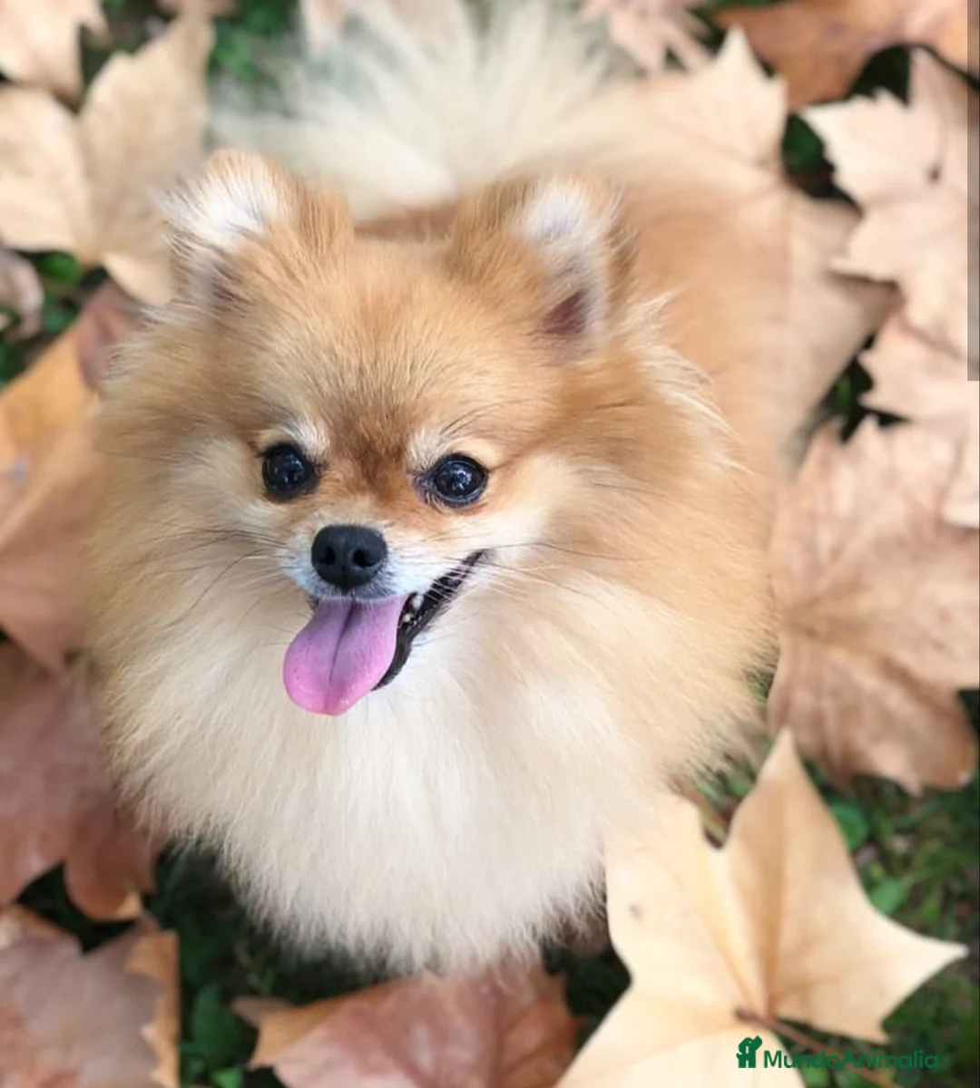 Pomerania perros en venta: CAMADA DE POMERANIA  en Madrid - Anuncio 2