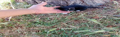 Chihuahua Cachorro 4