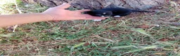 Chihuahua perros en venta: Chihuhuas machos - Anuncio 9