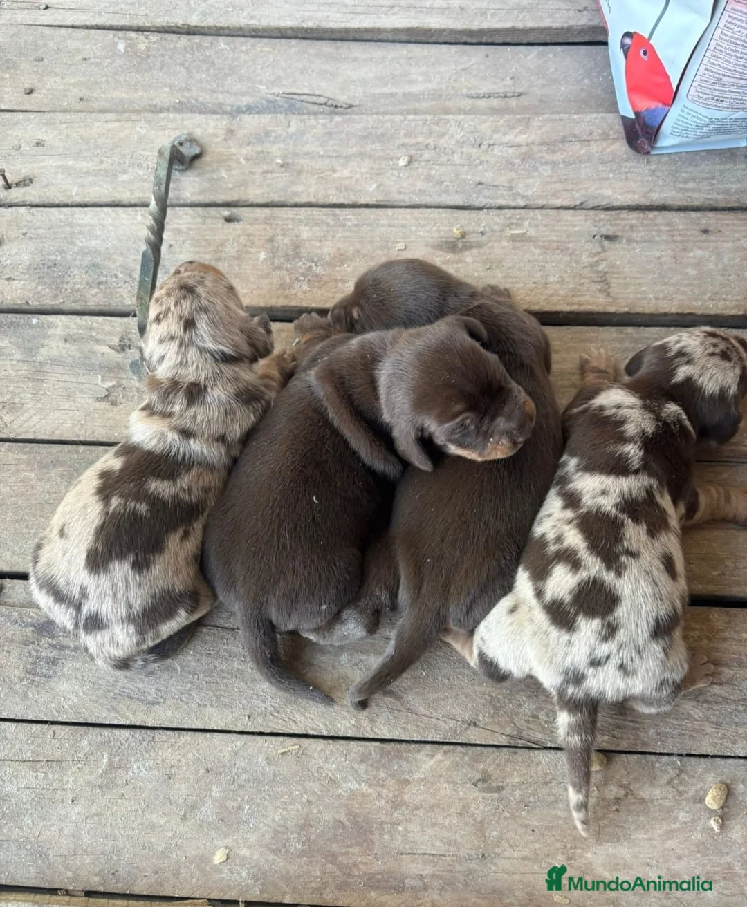 Teckel Miniatura perros en venta: Teckel mini - Anuncio 1