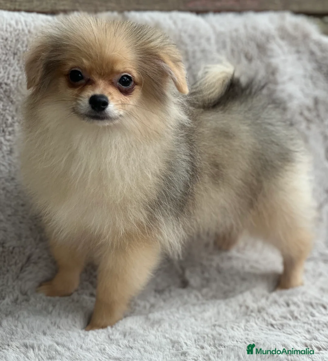 Pomerania perros en venta: POMERANIA TOY ECONÓMICO  - Anuncio 8