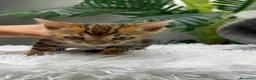 Bengalí gatos en venta: GATITA BENGALI COLOR MARBLE - Anuncio 3