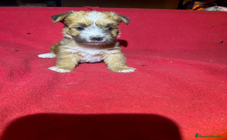 Morkie perros - Anuncio 1