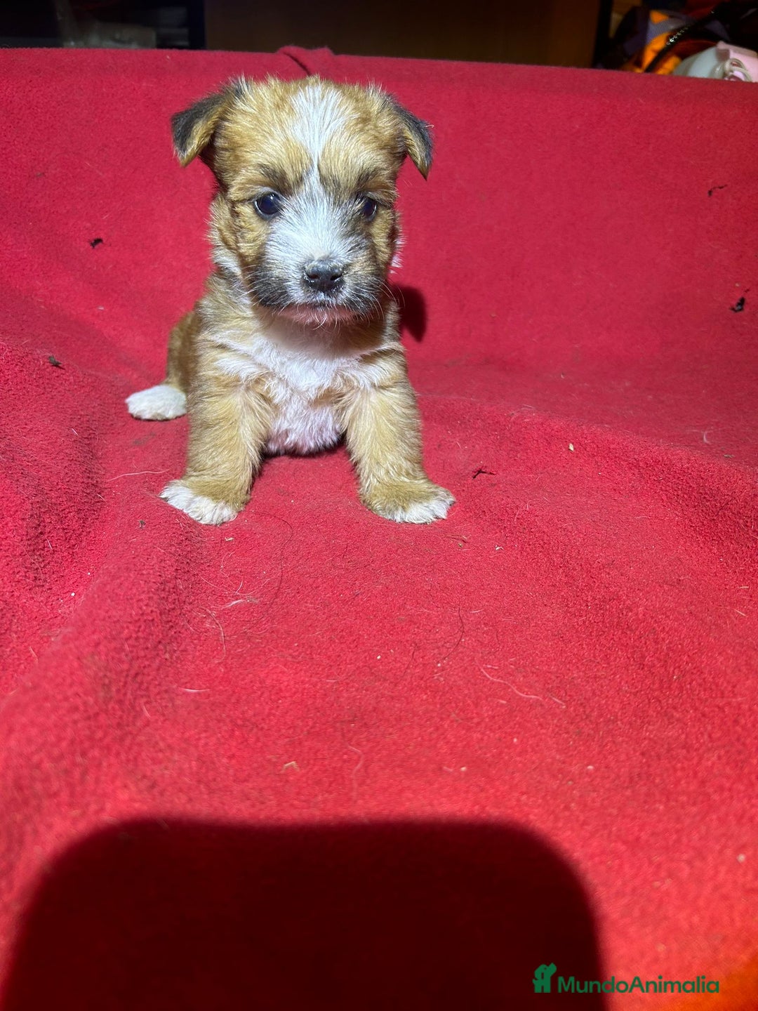 Morkie perros en venta: Morkies  - Imagen 1