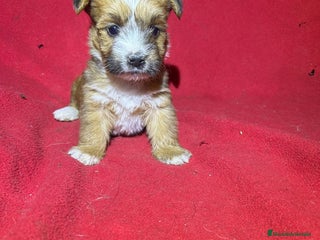 Morkie perros - Anuncio 30