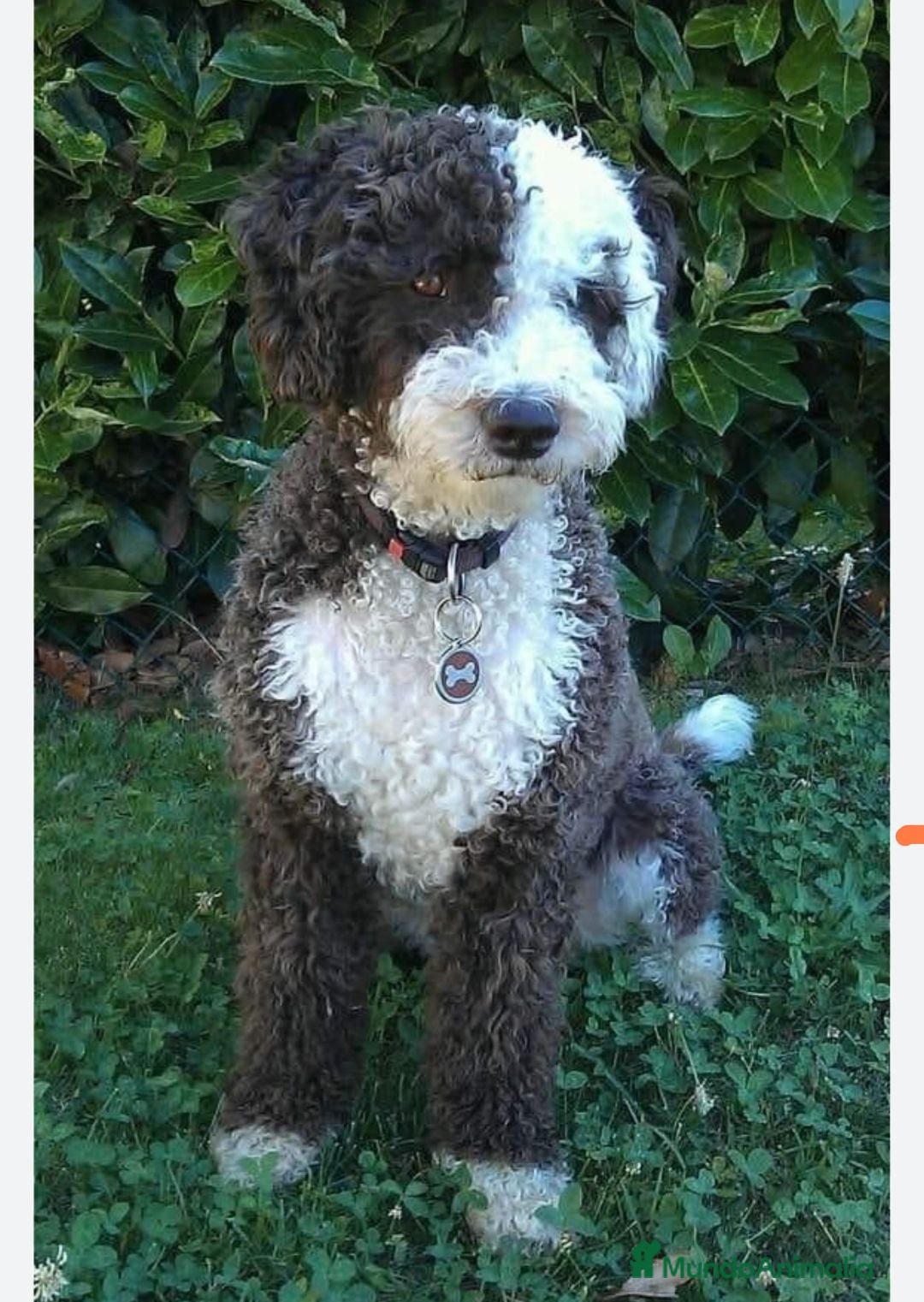 Perro de Agua Español perros Compro cachorro de perro de agua - Anuncio 8
