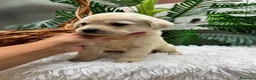 Labrador Retriever perros en venta: LABRADOR RETRIEVER - Anuncio 2