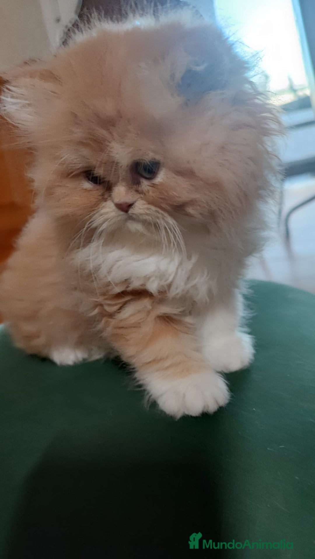 Persa gatos en venta: Precioso persa americano pelirojo  - Anuncio 3