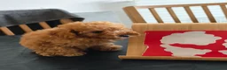 Caniche Toy perros en venta: Caniche toy apricot hembra  - Anuncio 5