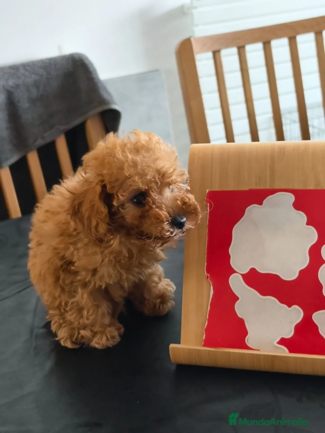 Caniche Toy perros en venta: Caniche toy apricot hembra  - Anuncio 5