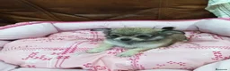 Chihuahua perros en venta: CHIHUAHUA TOY - Anuncio 4