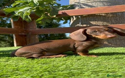 Teckel perros en venta: TECKEL MINIATURA HEMBRA - Imagen 3