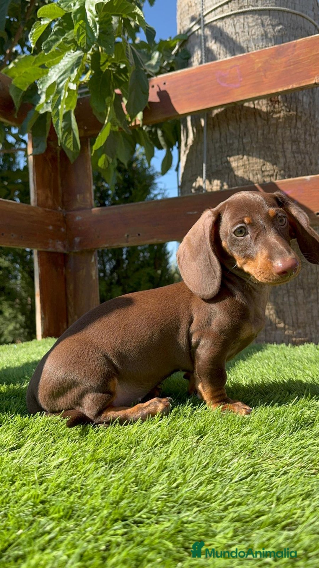 Teckel perros en venta: TECKEL MINIATURA HEMBRA - Imagen 3