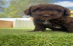 Perro de Agua Español perros en venta: PERRO DE AGUA ESPAÑOL - Imagen 23