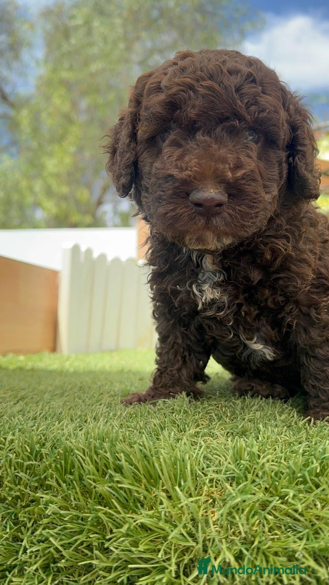 Perro de Agua Español perros en venta: PERRO DE AGUA ESPAÑOL - Imagen 23