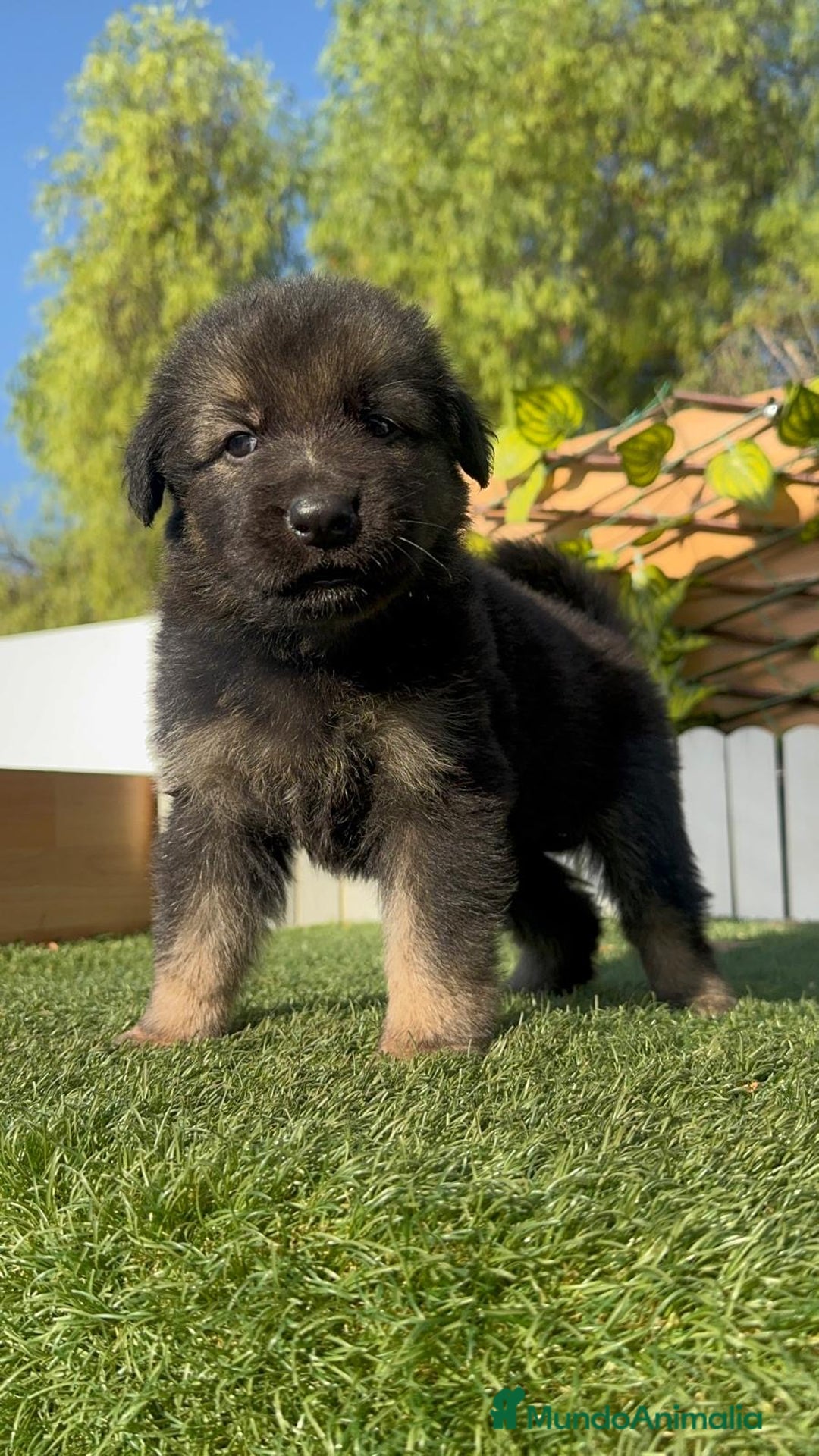 Pastor Alemán perros en venta: PASTOR ALEMÁN HEMBRA - Imagen 8