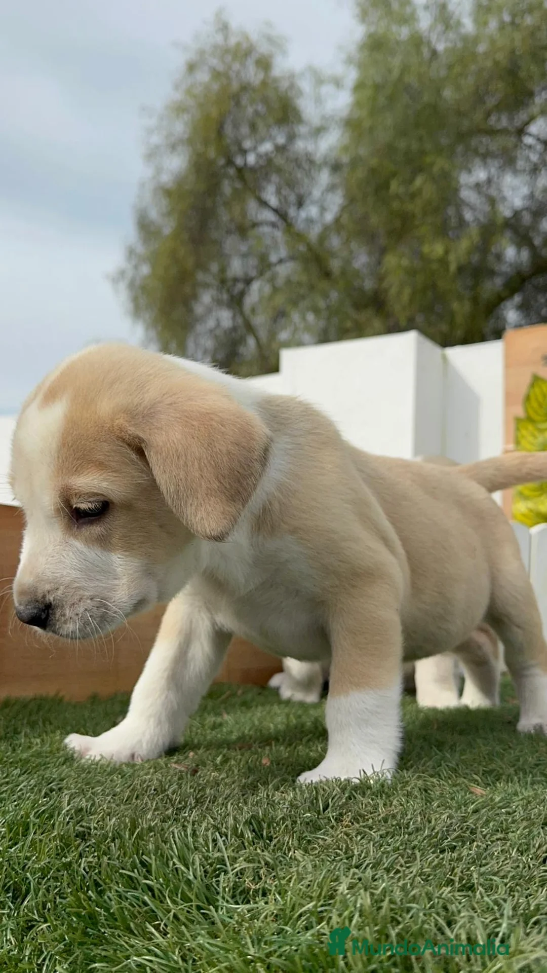 Mastín Español perros en venta: MASTIN ESPAÑOL - Anuncio 4