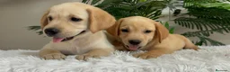 Labrador Retriever perros en venta: LABRADOR RETRIEVER  - Anuncio 20