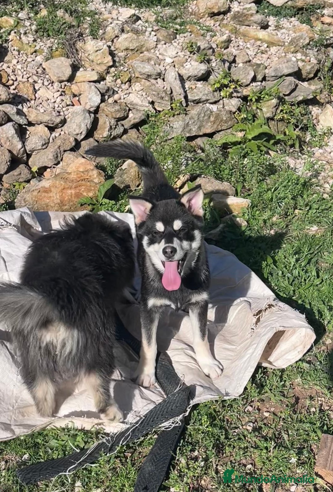 Pomsky perros en venta: Pomsky multigeneracional  - Anuncio 7