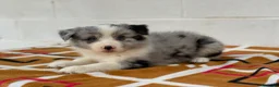 Border Collie perros en venta:     Border Collie de excelencia ⭐ - Anuncio 8