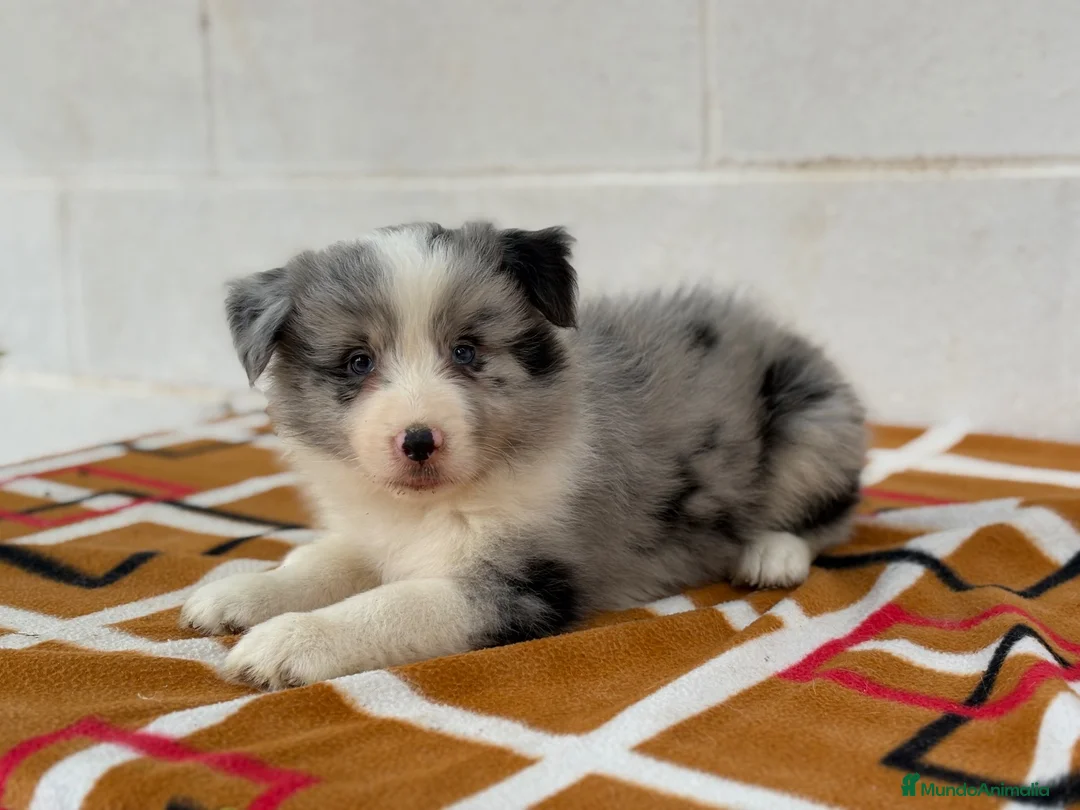 Border Collie perros en venta:     Border Collie de excelencia ⭐ - Anuncio 8