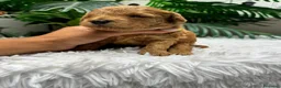 Caniche Enano perros en venta: CANICHE ENANO - Anuncio 15