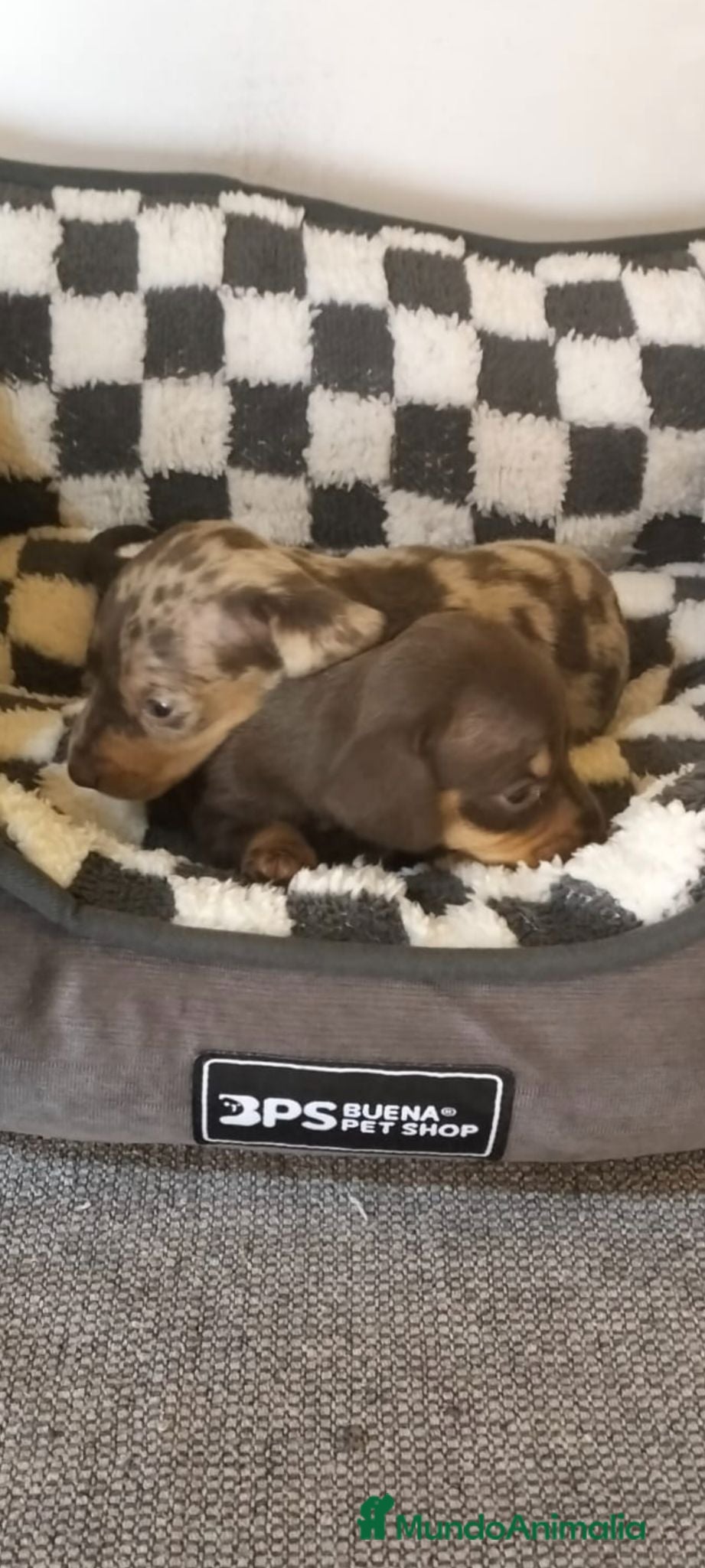 Teckel Miniatura perros Teckel miniatura - Anuncio 1