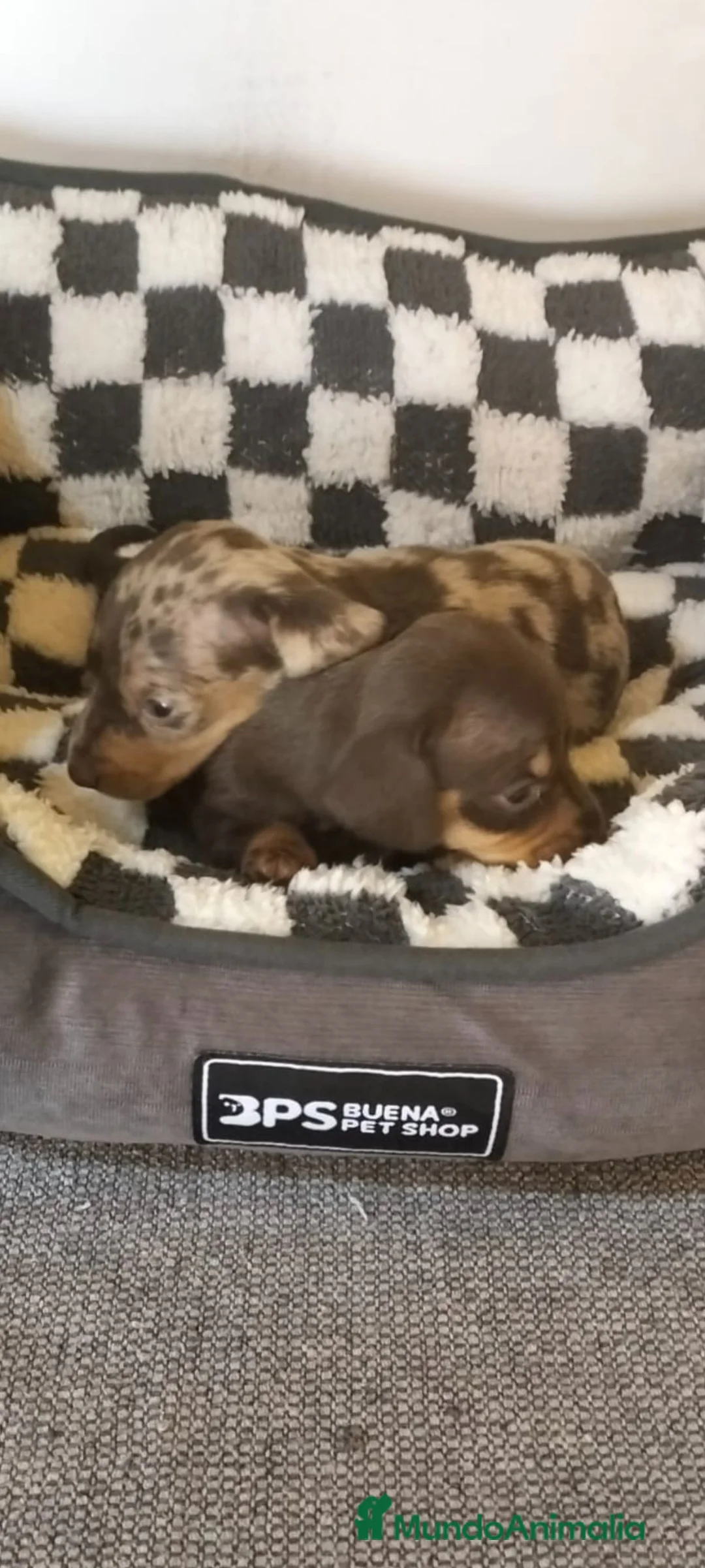 Teckel Miniatura perros en venta: Teckel miniatura - Anuncio 1