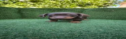 Teckel Miniatura perros en venta: teckel miniatura arlequín y varios colores  - Anuncio 2