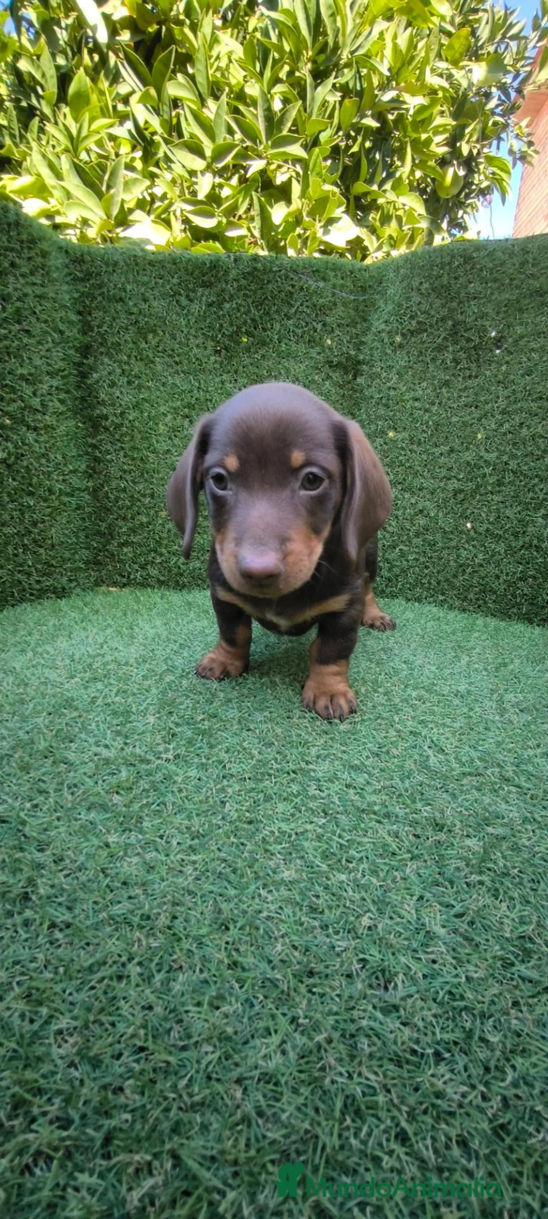 Teckel Miniatura perros en venta: teckel miniatura arlequín y varios colores  - Anuncio 2