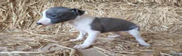 Whippet perros en venta: Whippet  - Anuncio 4