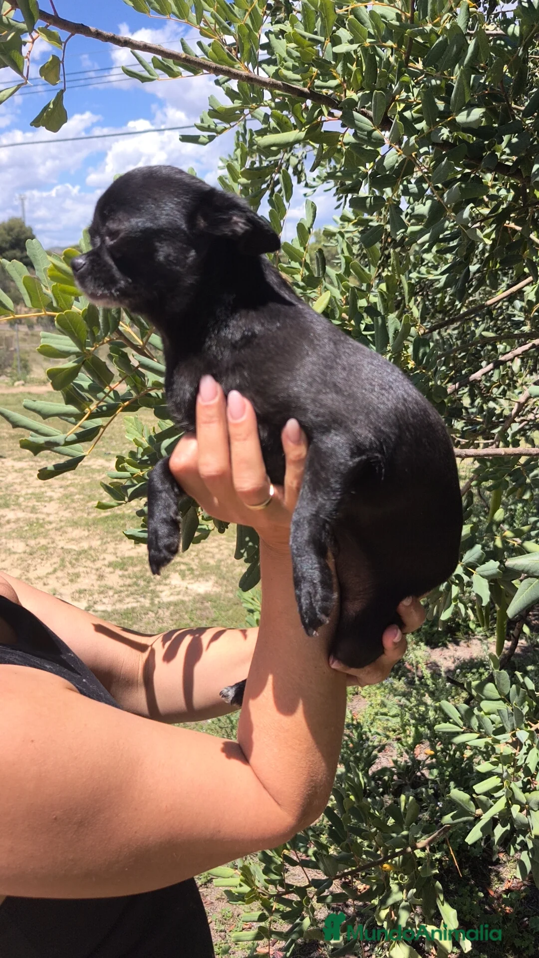 Chihuahua perros en venta: Chihuahua hembra joven  - Anuncio 1