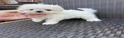 Bichón Maltés perros en venta: Bichon Maltés Mini listo para entregar !! - Anuncio 1