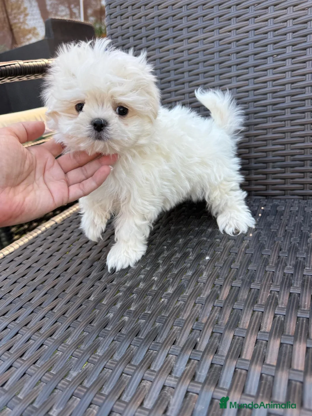 Bichón Maltés perros en venta: Bichon Maltés Mini listo para entregar !! - Anuncio 1
