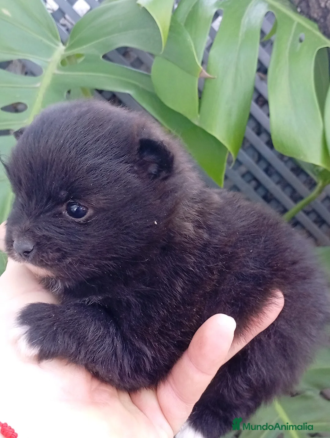 Pomerania perros en venta: Pomerania hembra  - Anuncio 2