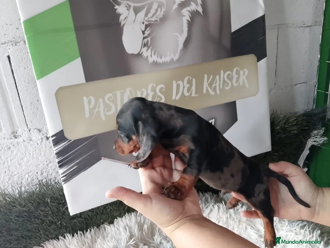 Teckel perros en venta: Teckel  arlequín  - Anuncio 2