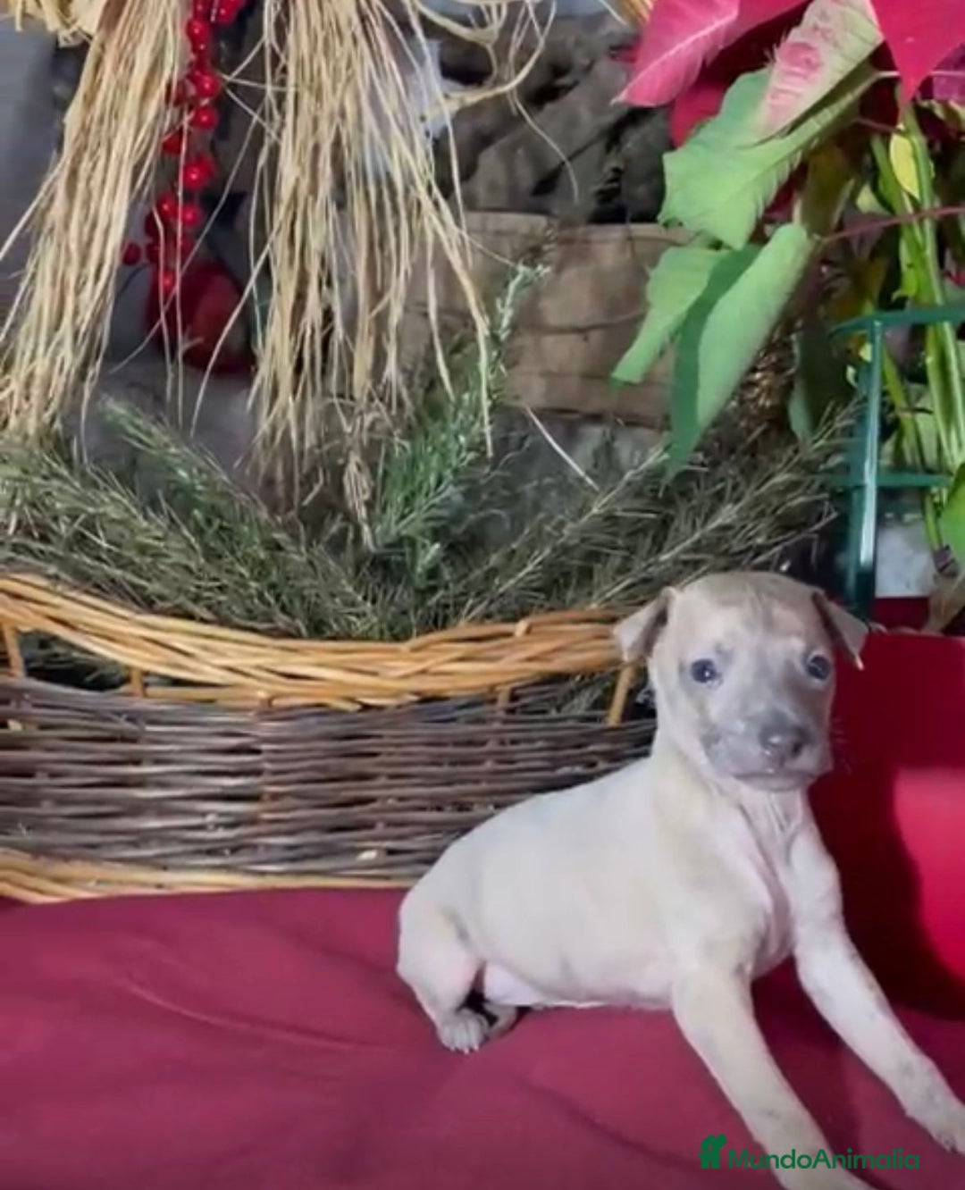 Whippet perros en venta: Whippet blue y Verdino  - Anuncio 4