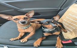 Ratón de Praga perros en venta: Ratón de praga - Imagen 3