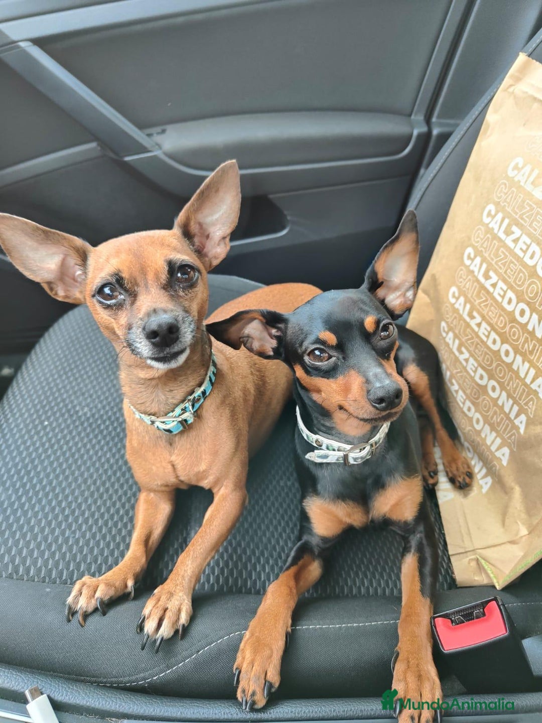 Ratón de Praga perros en venta: Ratón de praga - Imagen 3