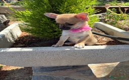 Chihuahua perros en venta: Chihuahua Hembra disponible!!!!! - Imagen 3
