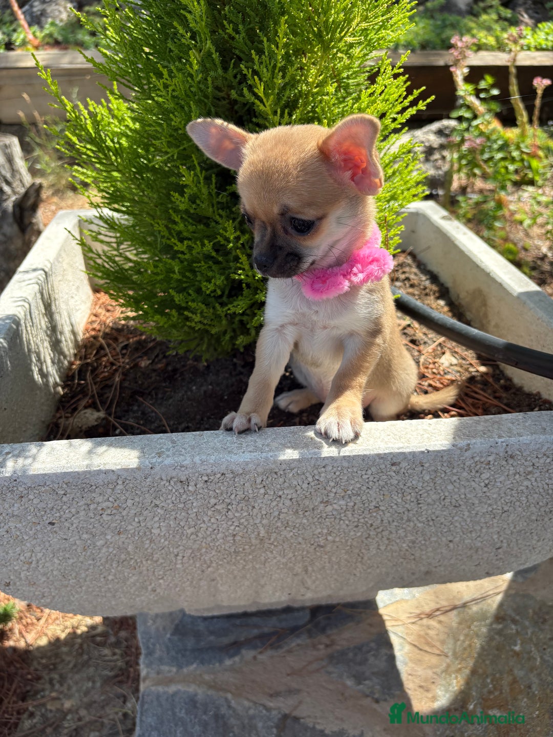 Chihuahua perros en venta: Chihuahua Hembra disponible!!!!! - Imagen 3