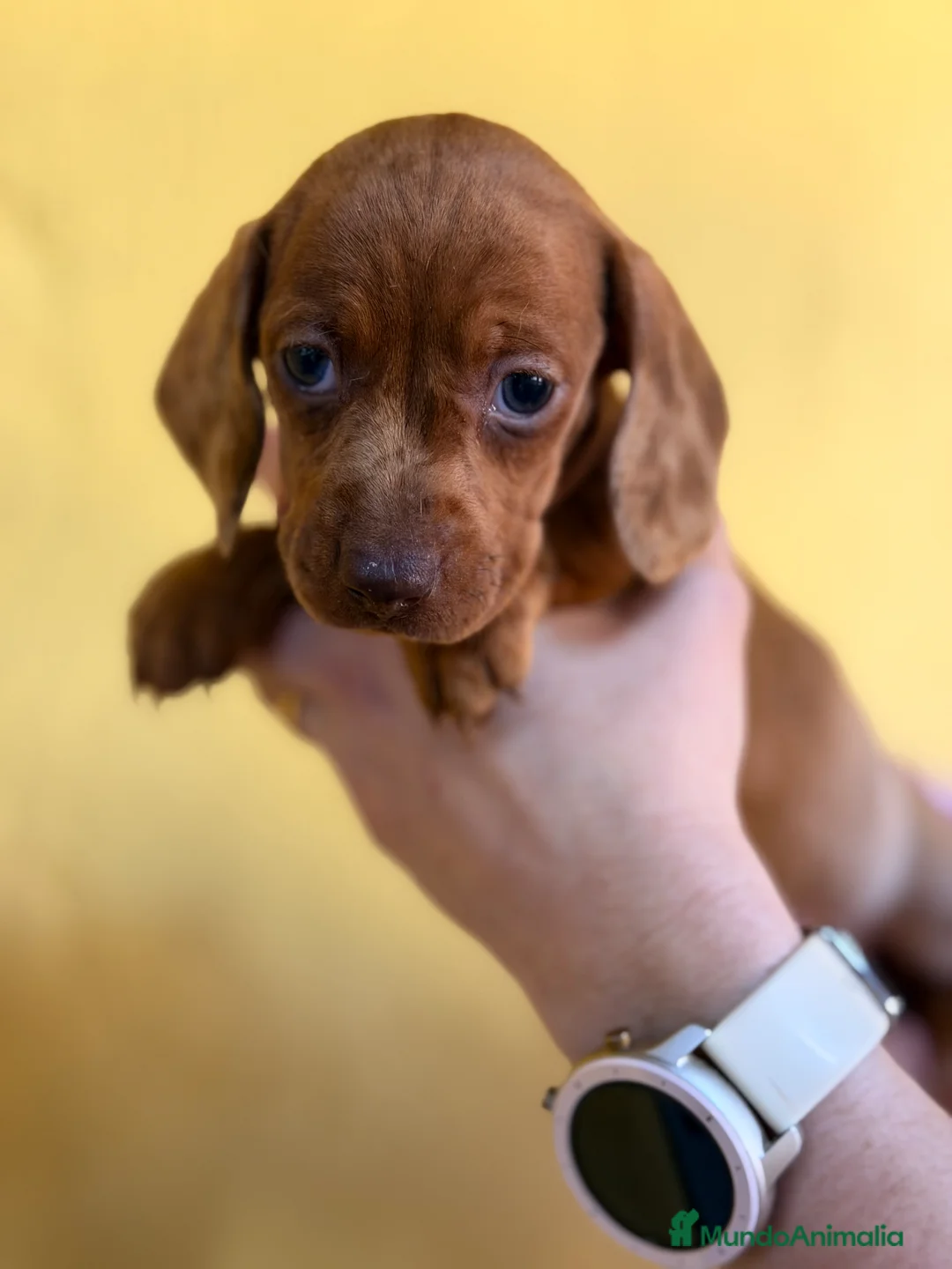 Teckel Miniatura perros en venta: Teckel  mini Arlequin roja  - Anuncio 2