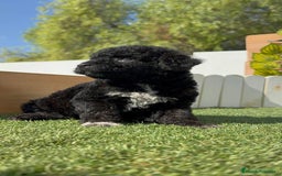 Perro de Agua Español perros en venta: PERRO DE AGUA ESPAÑOL HEMBRA - Imagen 27