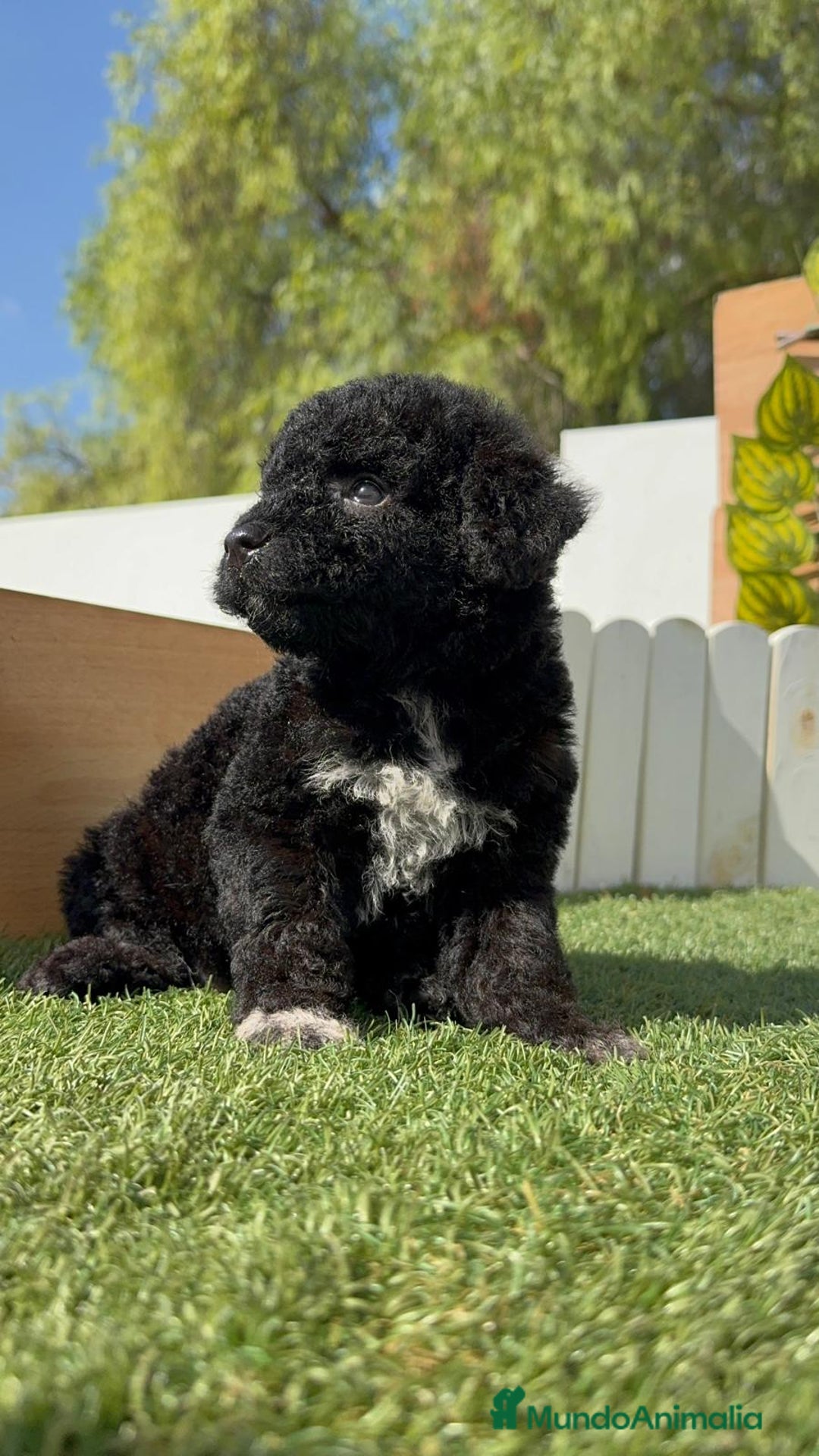 Perro de Agua Español perros en venta: PERRO DE AGUA ESPAÑOL HEMBRA - Imagen 27