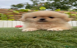 Pekinés perros en venta: PEKINES HEMBRA - Imagen 21