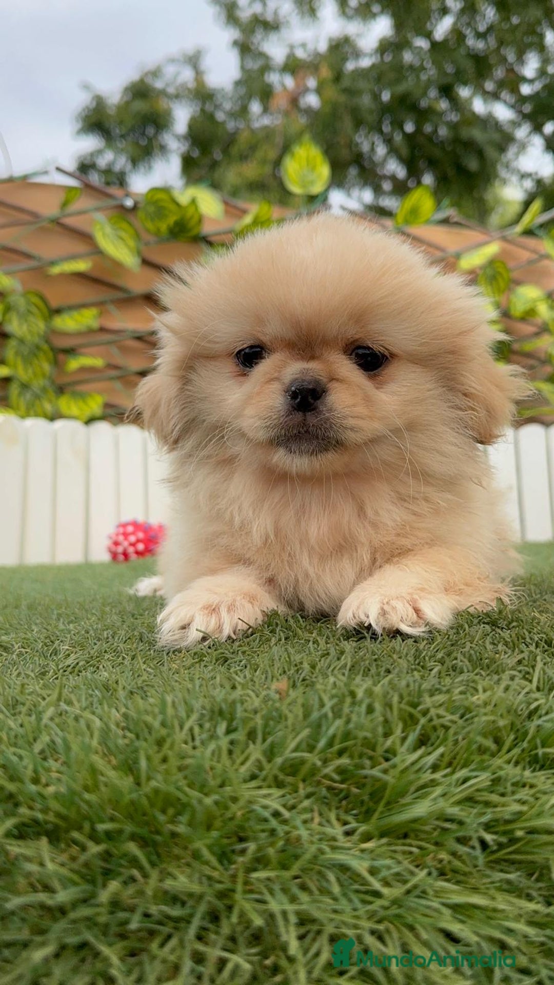 Pekinés perros en venta: PEKINES HEMBRA - Imagen 21