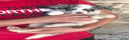 Border Collie perros en venta: Cachorros border collie! - Anuncio 2