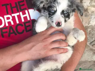Border Collie perros Cachorros border collie! - Anuncio 9