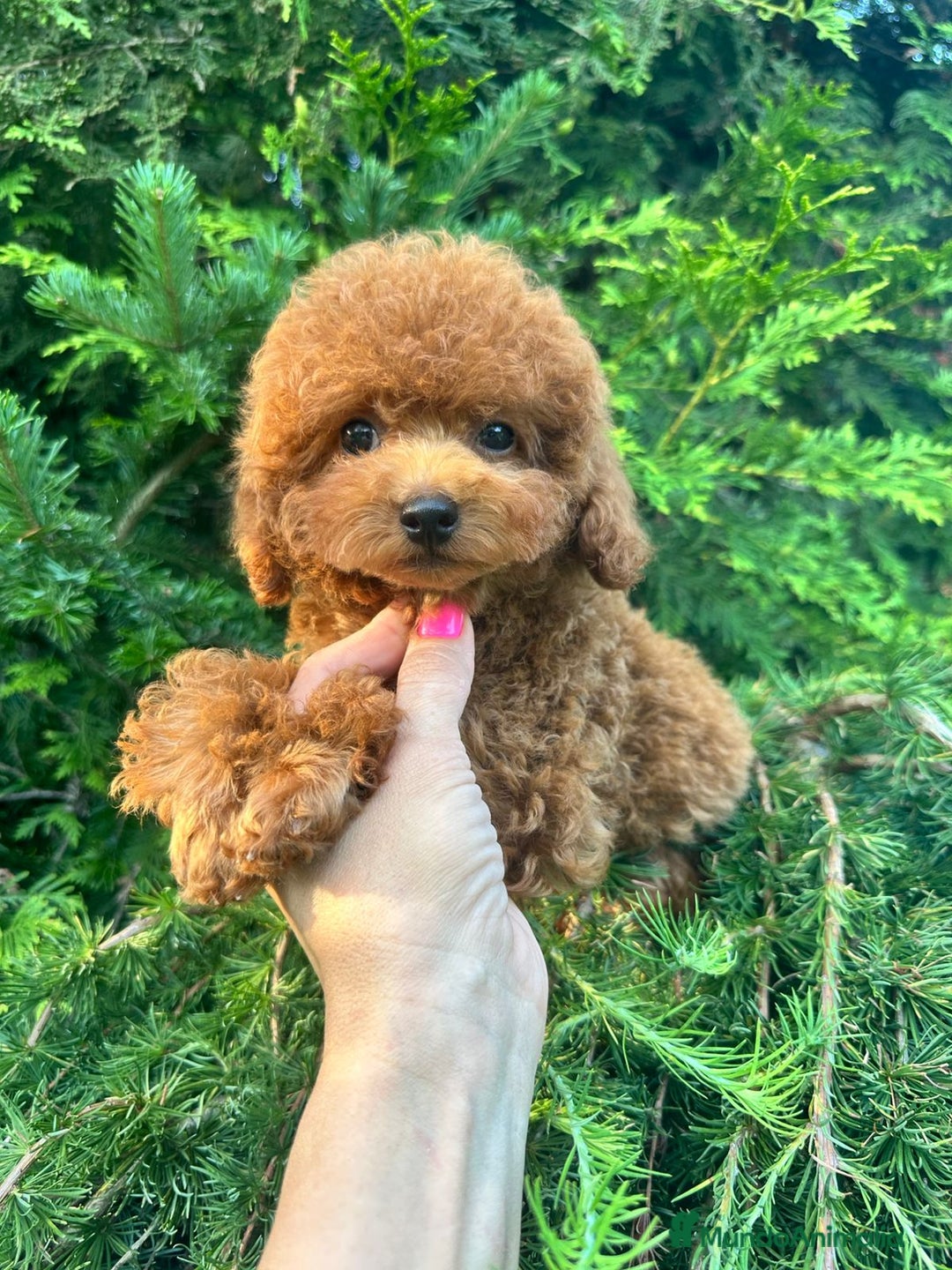 Caniche Toy perros en venta: Caniche teddy asiáticos  - Imagen 4